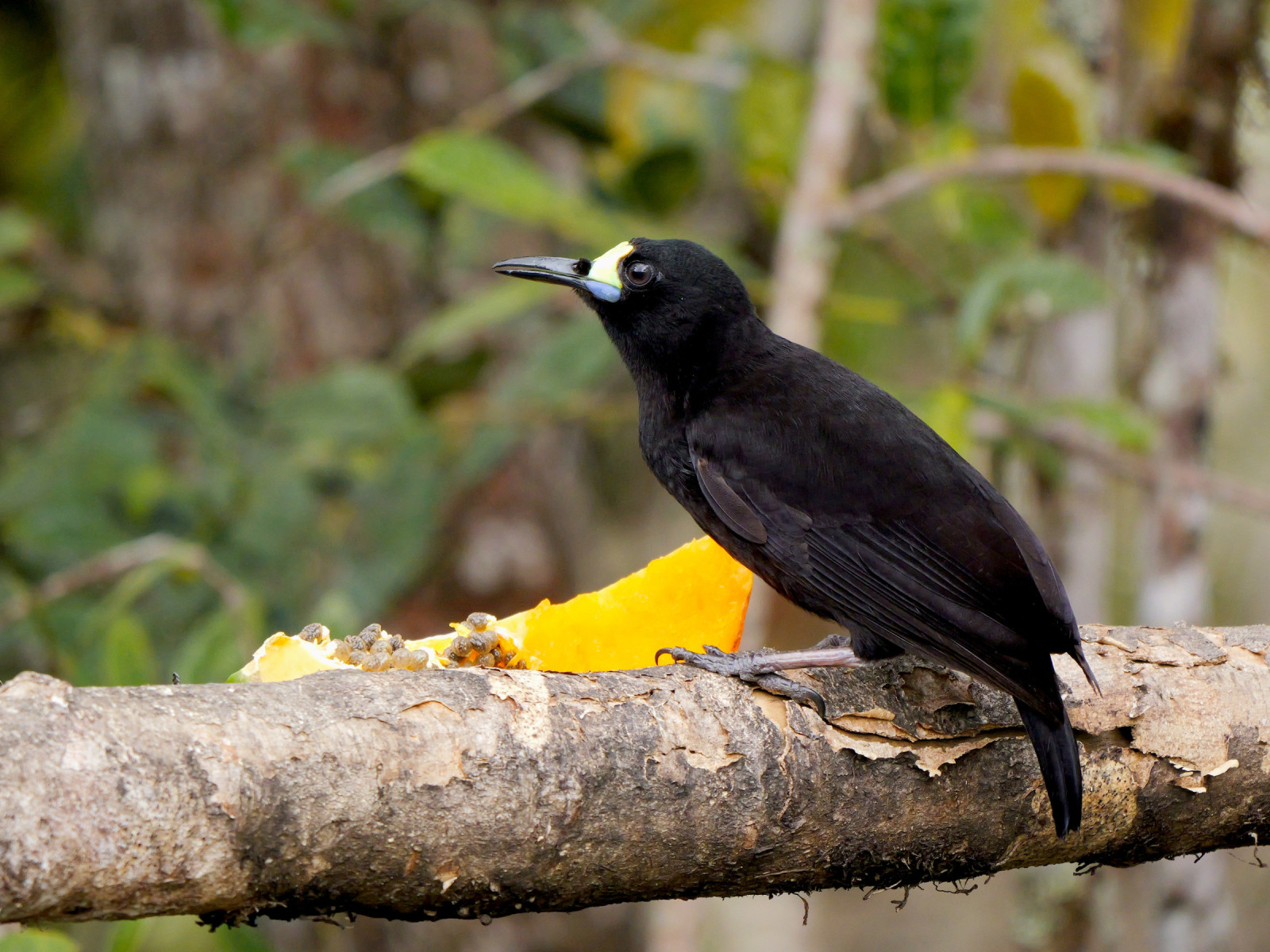 image Short-tailed Paradigalla